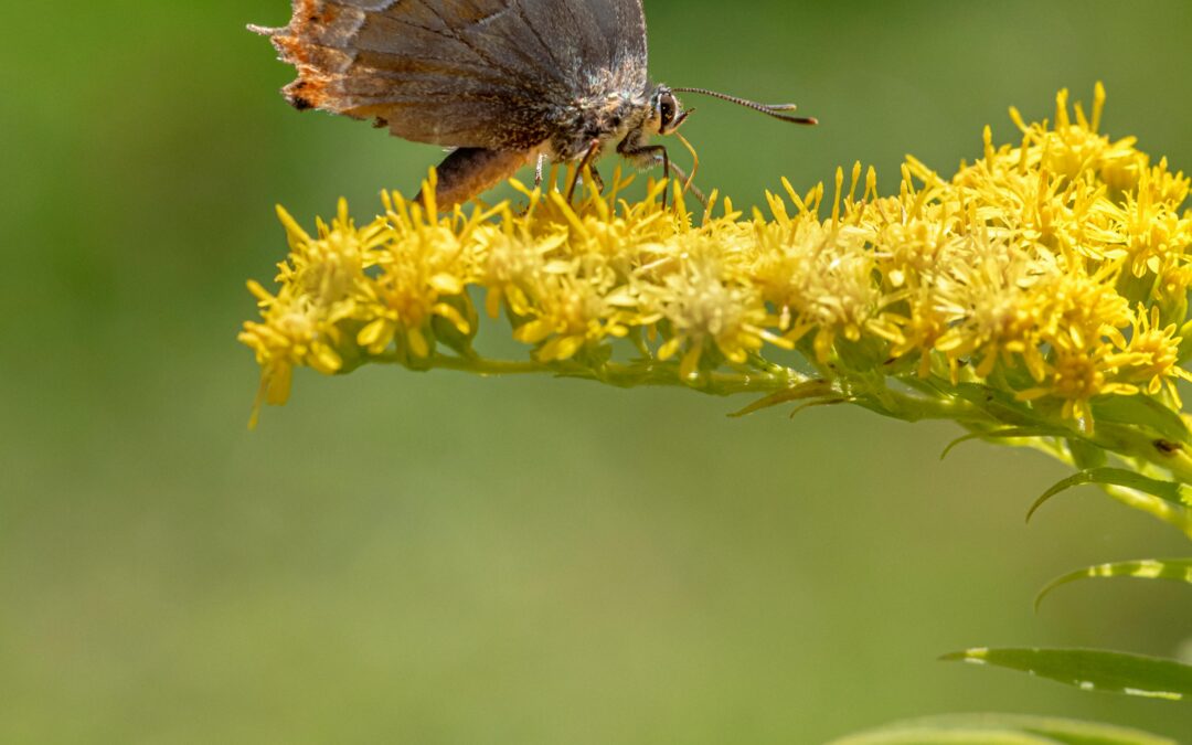 Transforming Loss Into Strength:  Lessons From My Autism Journey